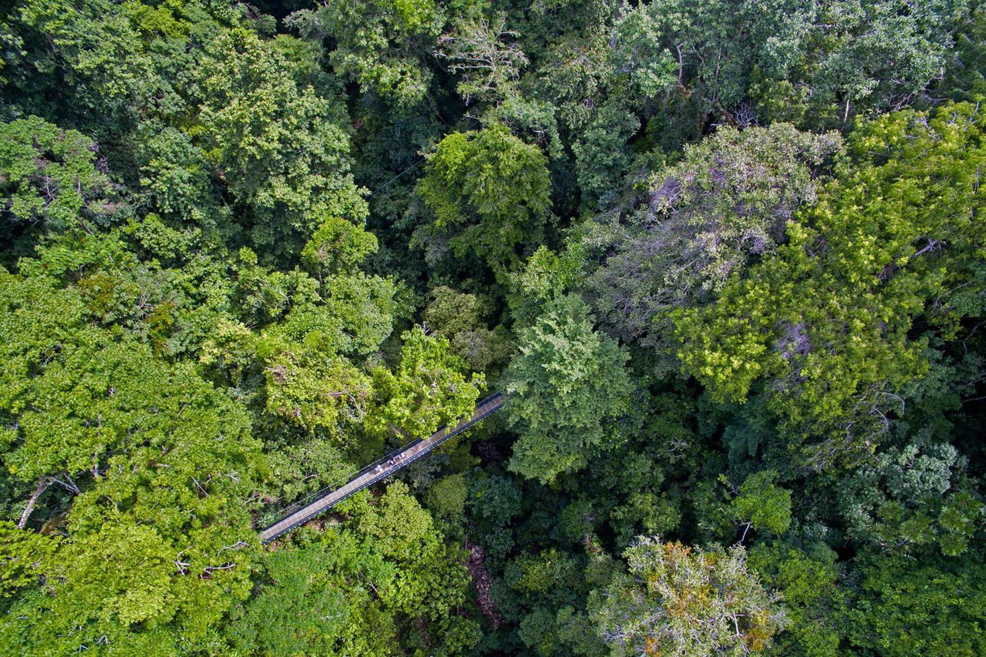 El Remanso Rainforest Lodge ปัวร์โตคิมาเนซ ภายนอก รูปภาพ